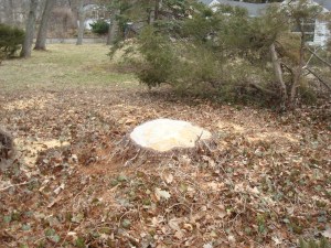 Too many trees look like this after a stormy Princeton winter