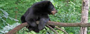 Black Bear. (U.S. Fish and Wildlife Service photo by Courtney Celley)