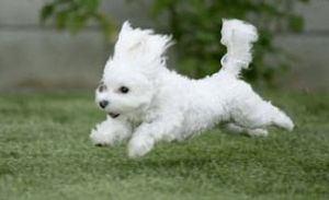 Should we designate an off-leash play area for dogs in Princeton?