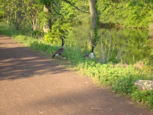 Be careful when approaching a goose family.