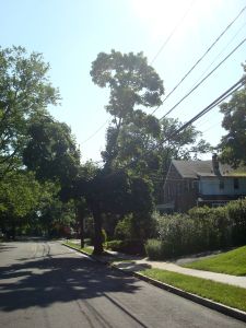 Y-tree in Princeton (Click to expand)