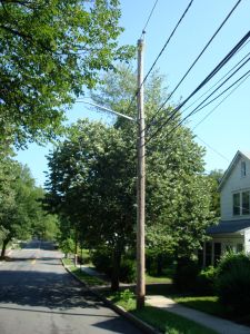 Y-tree in Princeton (Click to expand)