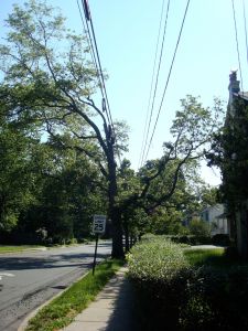 Y-tree in Princeton (Click to expand)