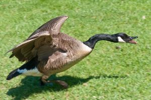 Geese with young goslings have made the D&R canal path their home, and are not to be messed with.