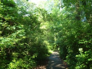 A forest trail, in the midst of residential Princeton.