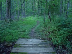 Trail through Autumn Hills Reservation. (click to expand.)