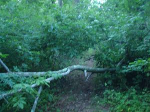 Some of the trails in Autumn Hills Reservation require determination to walk along...(click to expand.(
