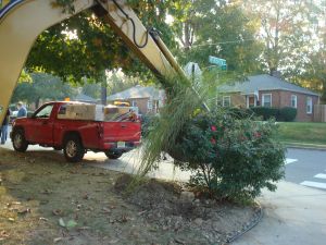 Princeton Department of Public Works staff 'rescue' mature plants from the land surrounding the old Princeton hospital, October 4, 2013. (Click to expand.)