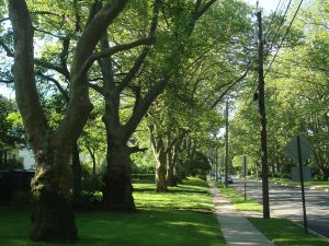 Expensive: Accounting for deferred maintenance of Princeton's street trees looks set to be another burden on local taxpayers. (click to expand)