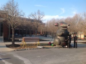 Union men inspect their giant rat outside the 400 Witherspoon municipal building in Princeton on Monday night, March 10, 2014. (click to expand.)