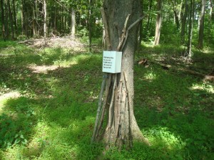 Get your walking stick here! (click to expand.)