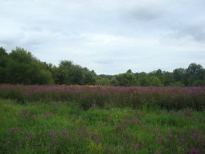 Beautiful scenery along Quaker Road in Princeton, visible from the new path. (click to expand.)