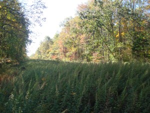 gas pipeline in princeton