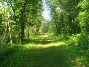A trail on a gasoline right-of-way next to the D&R canal by Princeton. (click to expand)