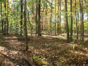 A red fox runs through open space in Princeton (click to expand)